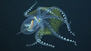 Glass Octopus Captured in Rare Footage By Underwater Robot