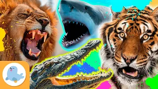 Os ANIMAIS MAIS FEROZES do mundo 🦁🐯🦈🐊 LEÃO, TIGRE, TUBARÃO, TUBARÃO E CROCODILO 🌿 RECOPILAÇÃO