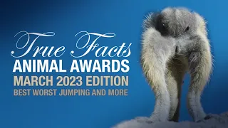 True Facts Animal Awards: Best Worst Jumping and More