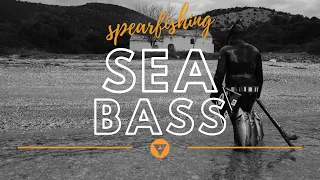 Shallow Water Spearfishing For Sea Bass
