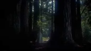 Vertigo (1958) Muir Woods Sequence