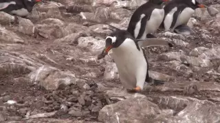 Gentoo penguin stealing stones