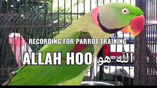 Recording For Parrot Training, Allah Hu