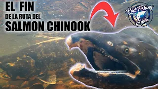 La Caída del Rey, el Fin del Camino del Salmon Chinook