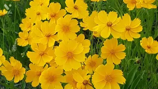 Yellow Chamomile | Flower Garden | Flowers and Bees | Yellow Flower During windy Season