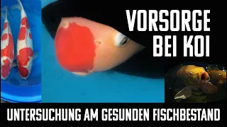 Ist die Untersuchung am gesunden Fischbestand sinnvoll? Vorsorge bei Koi