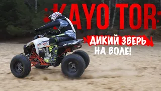 На что способен KAYO TOR 3C / KAYO A300 - Дикий зверь на воле!