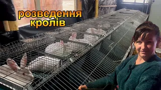 ШОК!! Такого окролу, ще не було!!! Розведення кролів термонців