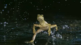 Ящерица умеет бегать по воде!
