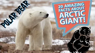 "Top 20 Facts of Polar Bears: Masters of the Arctic Ice"