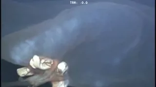 Massive Unidentified Sea Monster Caught on Video Off Oil-Rig