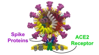 The Science of Coronaviruses: Binding to the ACE2 Receptor