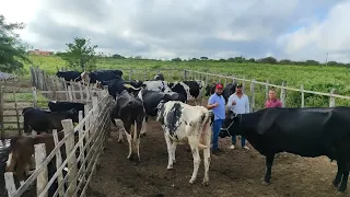 CRIADORES DE VACA DO PERNANBUCO FABRICANTE DE QUEIJO VIERAM VISITAR HUGO E MUITOS INTELIGENTES.