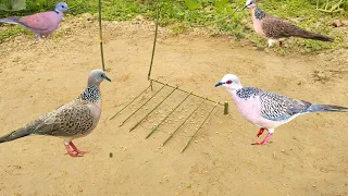 Vary beautifully Bird trap in the vegetable garden