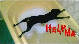 Dogs Just Don't Want To Bath - Funny Dog Bathing Compilation NEW
