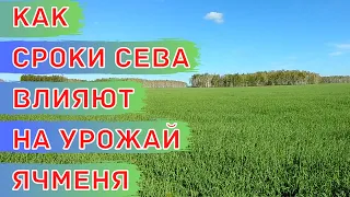 Поздний срок посева ячменя. Сорт Деспина