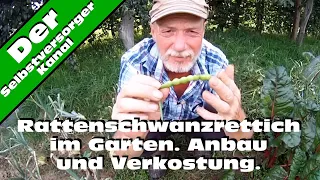 Rattenschwanzrettich im Garten. Anbau und Verkostung.