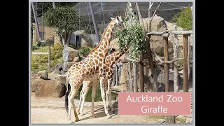 Giraffe _ Auckland Zoo