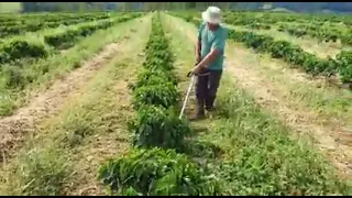 Suporte limitador para faca de roçadeira para capina de café