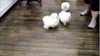 Белые Померанские шпицы! White Pomeranian!