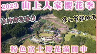 2023 新竹五峰 山上人家富士櫻滿開囉 I 必拍的「粉紅櫻花隧道」「茶園櫻花林道」及「茶園秘境」I 最佳賞櫻花時間在2/28前 I 山上人家櫻花季空拍