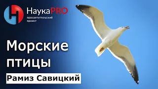 Морские птицы: разнообразие, проблемы и особенности – Рамиз Савицкий | Научпоп | Лекции по зоологии