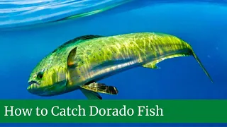 How to Catch Dorado Fish Updated 2021 || Dorado fish cleaning