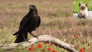 Ворон   Corvus corax