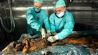 Scientists Finally Study Ötzi the Iceman's Gut And Discover New Details
