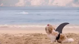 Shark Week 2016 ShihTzu Commercial