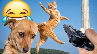 Funny Dogs And Cats Videos 2024 😅 - Best Funniest Animal Videos Of The week #83