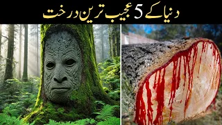 Most Dangerous Trees You Should NEVER Touch You Should NEVER Touch In Urdu and  Hindi 2024
