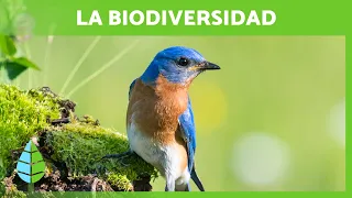 Qué es la BIODIVERSIDAD y su IMPORTANCIA 🌍🐸🌿