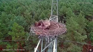 Jastrząb rujnuje gniazdo rybołowa~Ястреб разоряет гнездо скопы