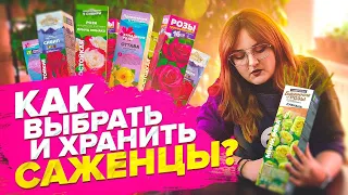 КАК СОХРАНИТЬ САЖЕНЦЫ РОЗ ДО ПОСАДКИ В ГРУНТ?