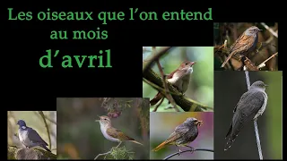 Les oiseaux que l'on entend au mois d'avril ! | Apprendre les Chants d'Oiseaux