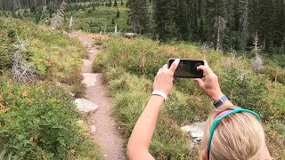 Grizzly bear encounter near Upper Two Medicine Lake, Glacier National Park