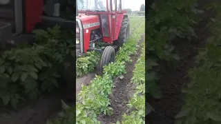 🥔 Potato hilling with the MF 275