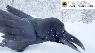 【初公開】カラスの雪遊び