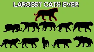 Extinct Cats (Size Comparison)