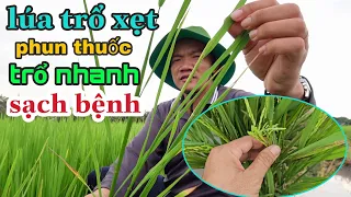 Lúa trổ lẹt xẹt phun thuốc giúp Lúa trổ nhanh sạch bệnh #89 l thanhdotv