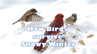 How Birds survive Snowy Winter