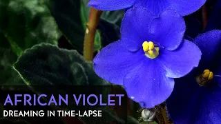 African Violet Blooming - Daily Time-lapse Clip