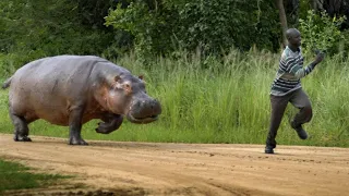 12 SCARIEST Animals Charging Caught on Camera in 2021