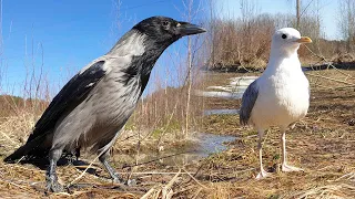 Капля и Чуи. Долгожданная прогулка