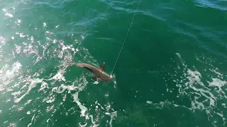 Big Baits Big Fish : Cobia Special