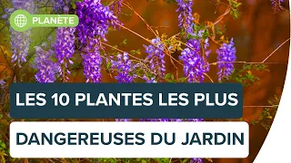 Avez-vous l'une de ces 10 plantes dangereuses chez vous ? | Futura