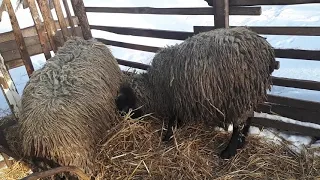 Романовские овцы. Котная овца или нет? Когда у первокоток наливается вымя?