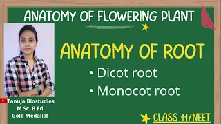 Ch-6 Anatomy of Root | Dicot root Vs Monocot root | Class 11 Biology/NEET/AIIMS