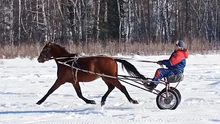 Тренировка и обучение молодых коней